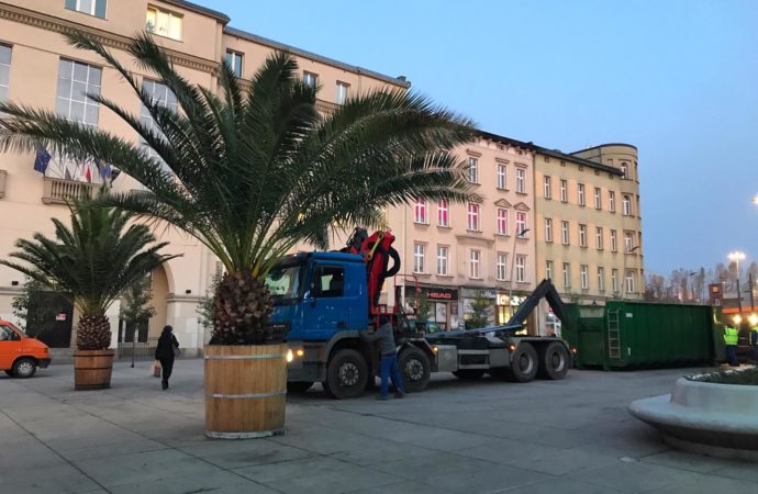 Palmy opuściły rynek. Zrobią miejsce dla lodowiska