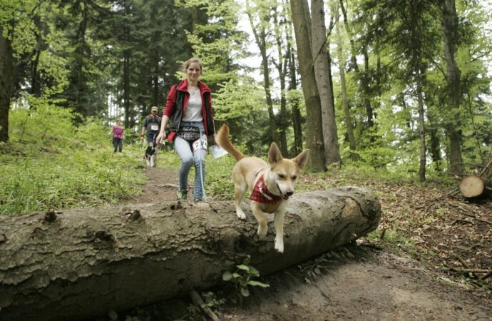 Park Śląski będzie areną Pucharu Polski w Dogtrekingu