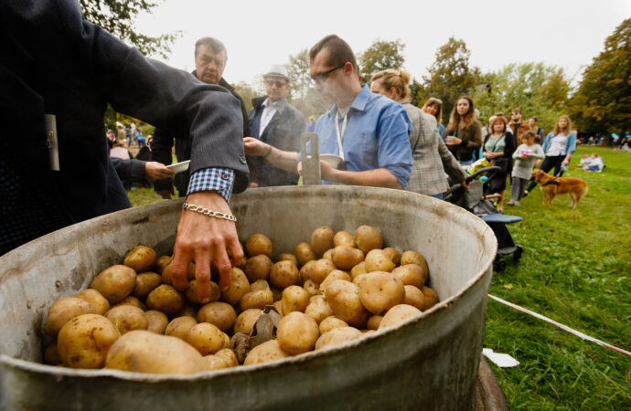 Placki, pieczonka i śpiewy, czyli „Dzień Kartofla” w Skansenie