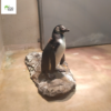 Nowy pingwin wykluty w chorzowskim zoo okazał się samcem!