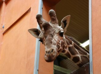 Ignaś zawitał do chorzowskiego zoo. Powstała grupa hodowlana żyraf