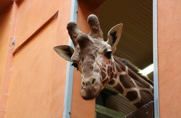 Ignaś zawitał do chorzowskiego zoo. Powstała grupa hodowlana żyraf