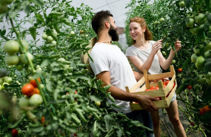 Sadzonki pomidorów i innych warzyw owocowych do szklarni. Zobacz, jak dbać o rozsady pod osłonami.