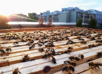 Lokalni pszczelarze mogą uzyskać wsparcie od miasta