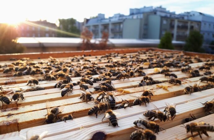 Lokalni pszczelarze mogą uzyskać wsparcie od miasta