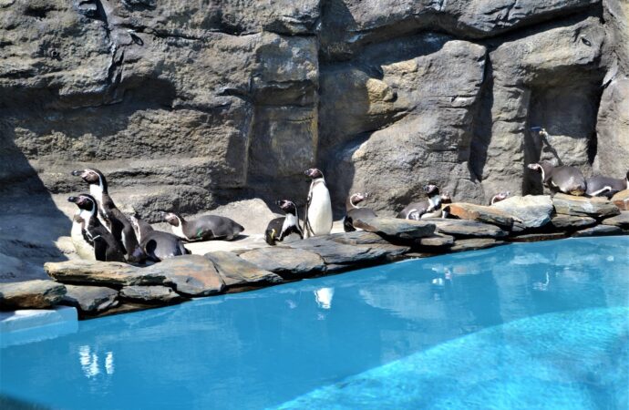 Pora odwiedzić pingwiny ze Śląskiego Ogrodu Zoologicznego
