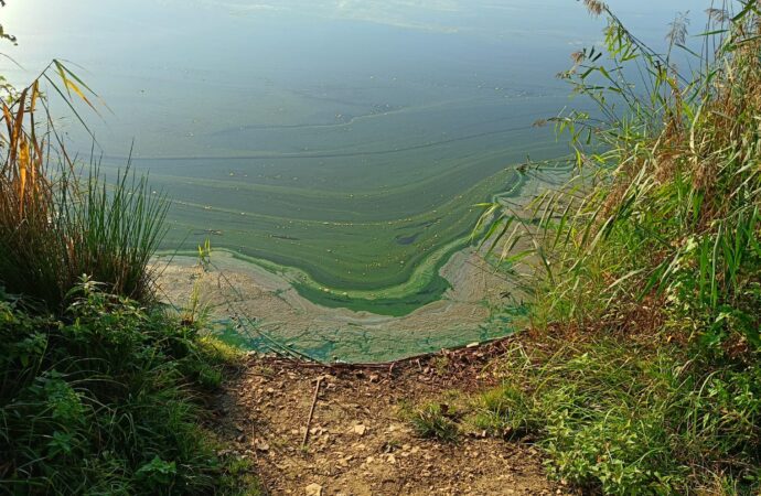 Zielony nalot na wodzie jednego ze stawów Żabich Dołów. Trwają szczegółowe badania