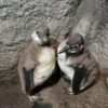 Młode pingwiny przyszły na świat w chorzowskim zoo!