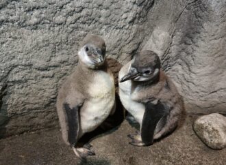 Młode pingwiny przyszły na świat w chorzowskim zoo!