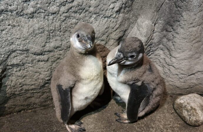 Młode pingwiny przyszły na świat w chorzowskim zoo!