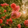 Każdy może zasadzić różę w Parku Śląskim. Akcja „Zielone działanie: Sadzenie dla przyszłości” już w najbliższy weekend