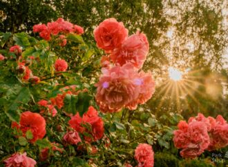 Każdy może zasadzić różę w Parku Śląskim. Akcja „Zielone działanie: Sadzenie dla przyszłości” już w najbliższy weekend