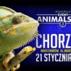 Już w niedzielę kolejna edycja Animals Live w Chorzowie