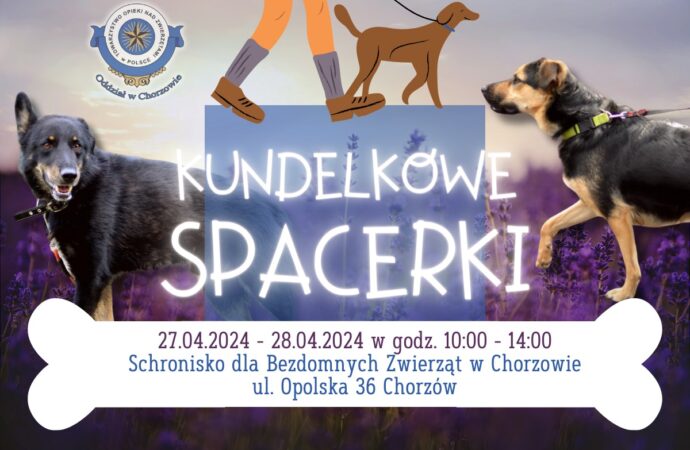 Weekendowy spacer z kundelkiem